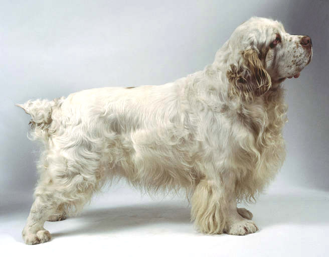 Clumber Spaniel - Wild and Pet