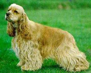 Cocker Americano - Wild and Pet