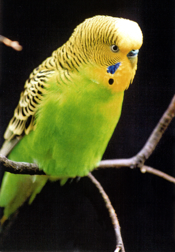 Cocorita - Wild and Pet