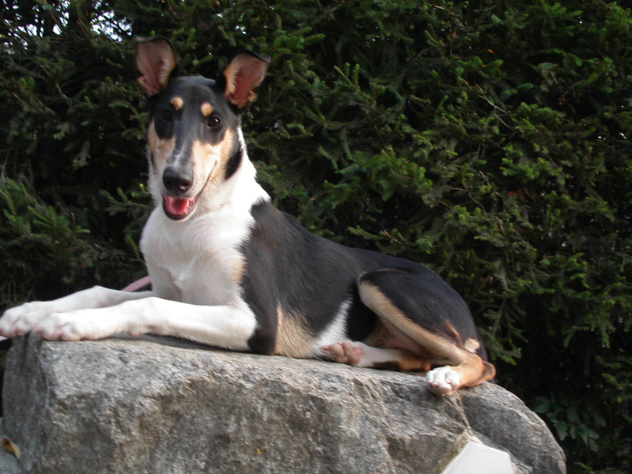 Collie Smooth - Wild and Pet