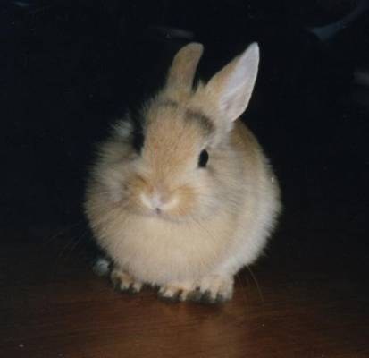 Nano Colorato - Wild and Pet