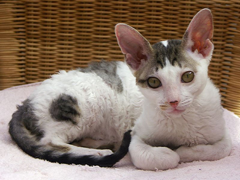 Cornish Rex - Wild and Pet