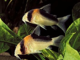 corydoras_adolfoi.jpg