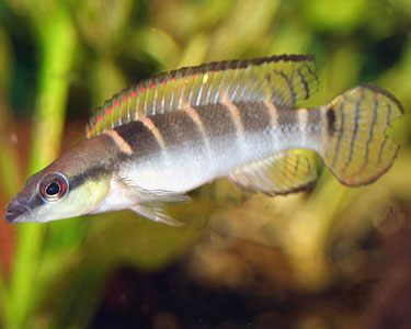Crenicichla compressiceps - Wild and Pet