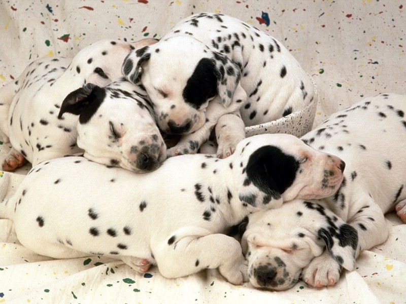Dalmata - Wild and Pet