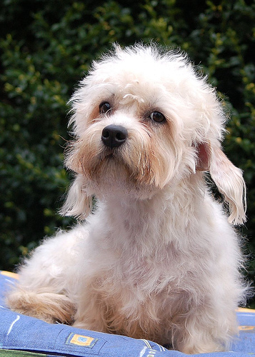 Dandie Dinmont Terrier - Wild and Pet