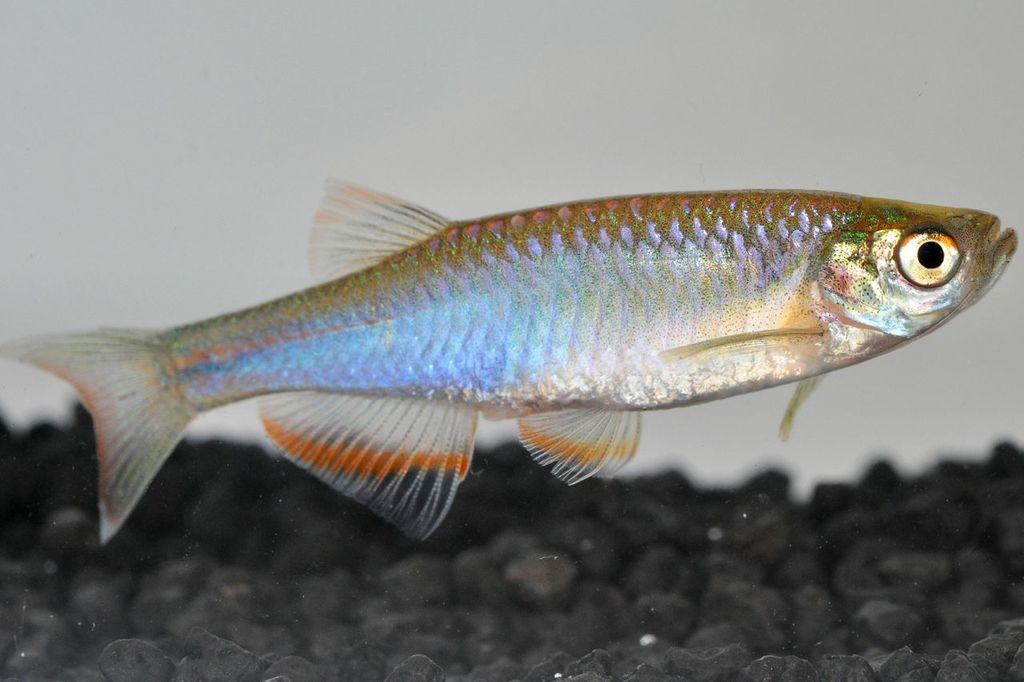 Danio perla - Wild and Pet