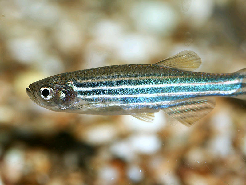 Danio zebra - Wild and Pet