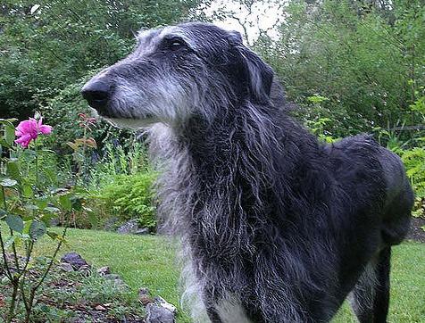 Deerhound - Wild and Pet