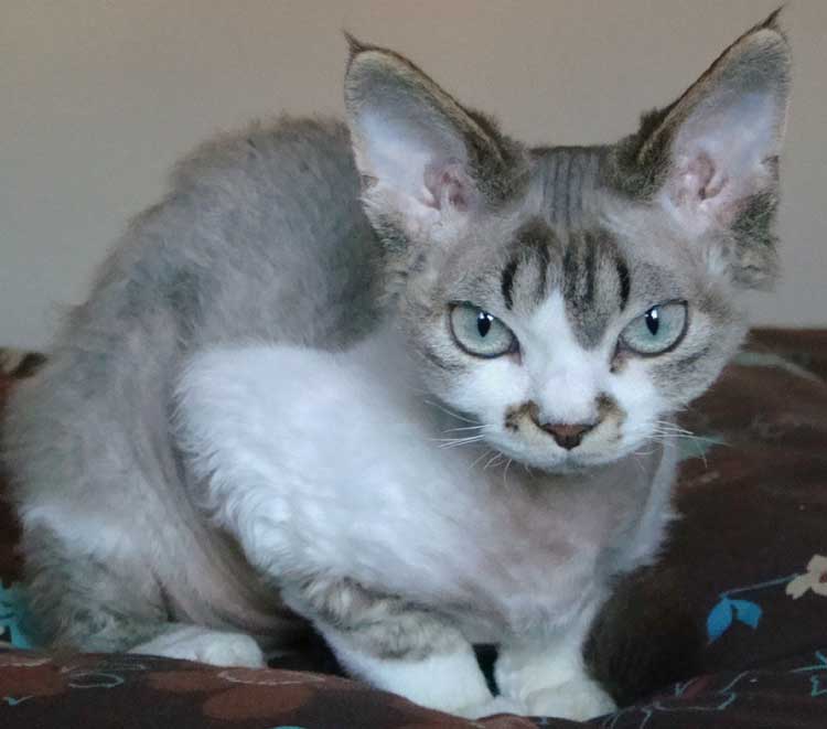 Devon Rex - Wild and Pet