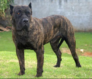 Dogo Canario - Wild and Pet