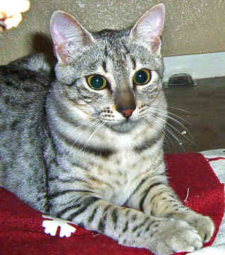 Egyptian Mau - Wild and Pet