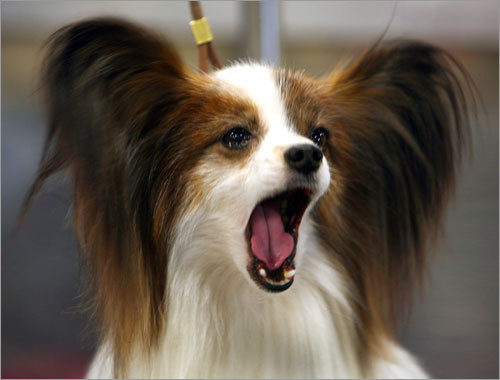 Epagneul Nano - Wild and Pet