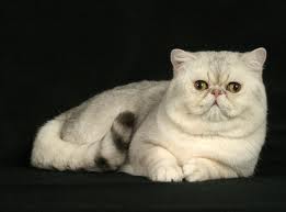 Exotic Shorthair - Wild and Pet