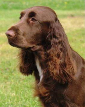 Field Spaniel - Wild and Pet