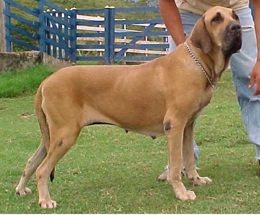 Fila Brasileiro - Wild and Pet
