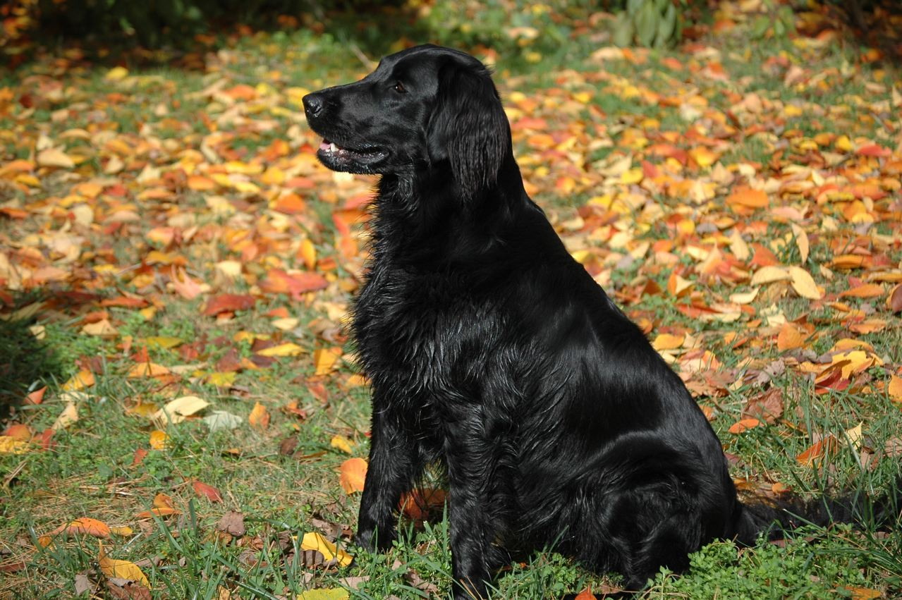 Flat-coated Retriever - Wild and Pet