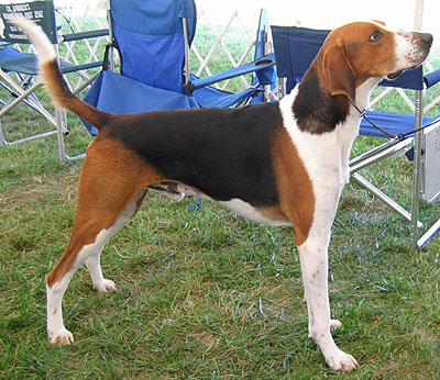 Foxhound Inglese - Wild and Pet