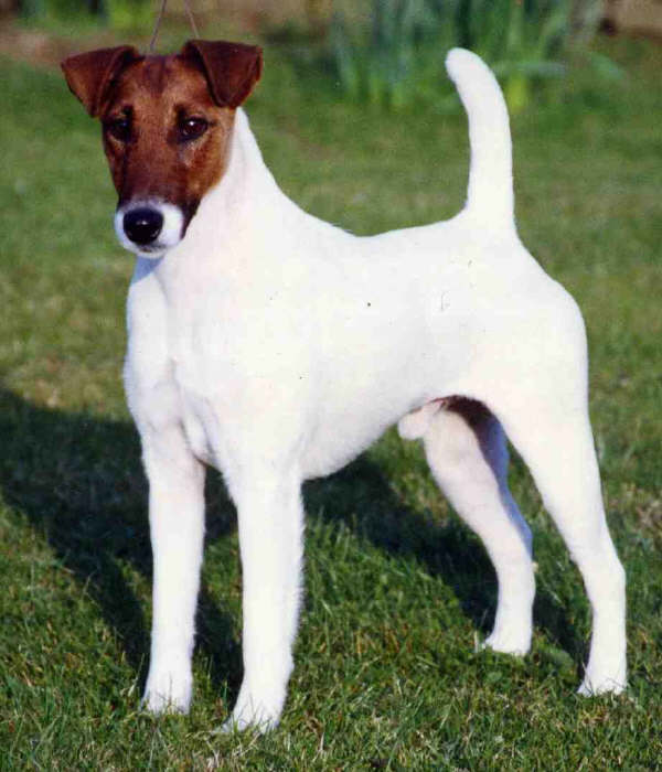 Fox Terrier a Pelo Liscio - Wild and Pet