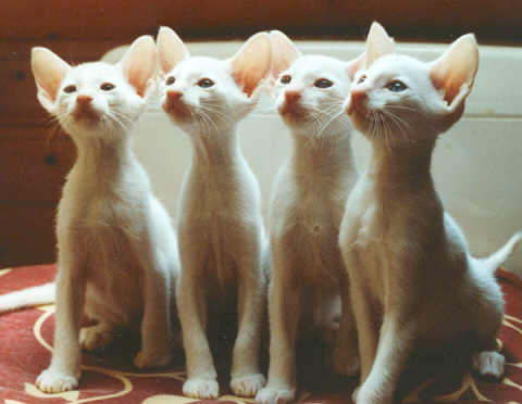 Giavanese - Wild and Pet