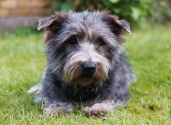 Glen of Imaal Terrier - Wild and Pet