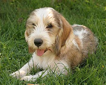 Gran Basset Griffon Vendéen - Wild and Pet