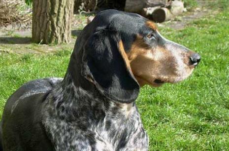 Grand Bleu de Gascogne - Wild and Pet