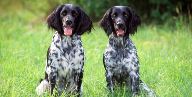 Grosser Müsteländer - Wild and Pet