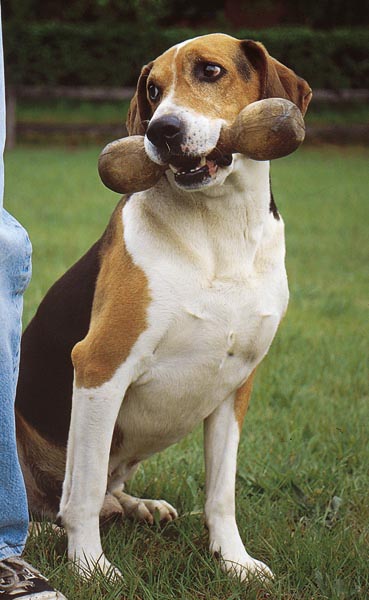 Hamilton Stovare - Wild and Pet