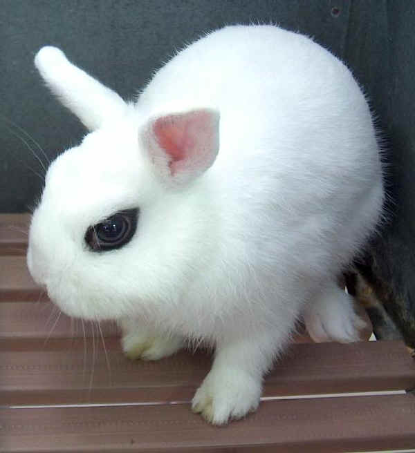 Hotot Nano - Wild and Pet