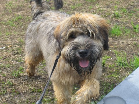 Irish Soft Coated Wheaten Terrier - Wild and Pet