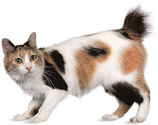 Japanese Bobtail - Wild and Pet