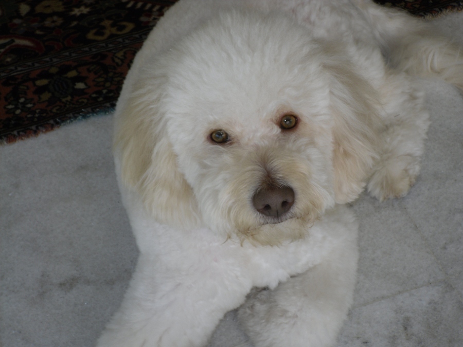 Lagotto - Wild and Pet