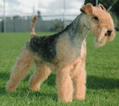 Lakeland Terrier - Wild and Pet