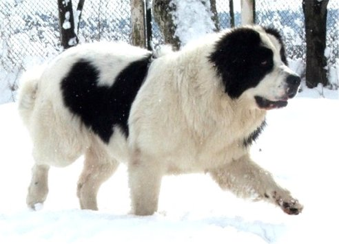 Landseer - Wild and Pet