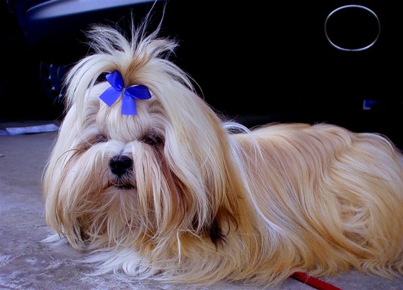 Lhasa Apso - Wild and Pet