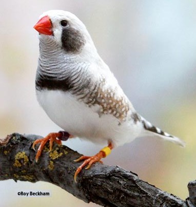 Diamante Mandarino - Wild and Pet