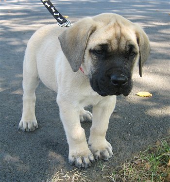 Mastiff - Wild and Pet