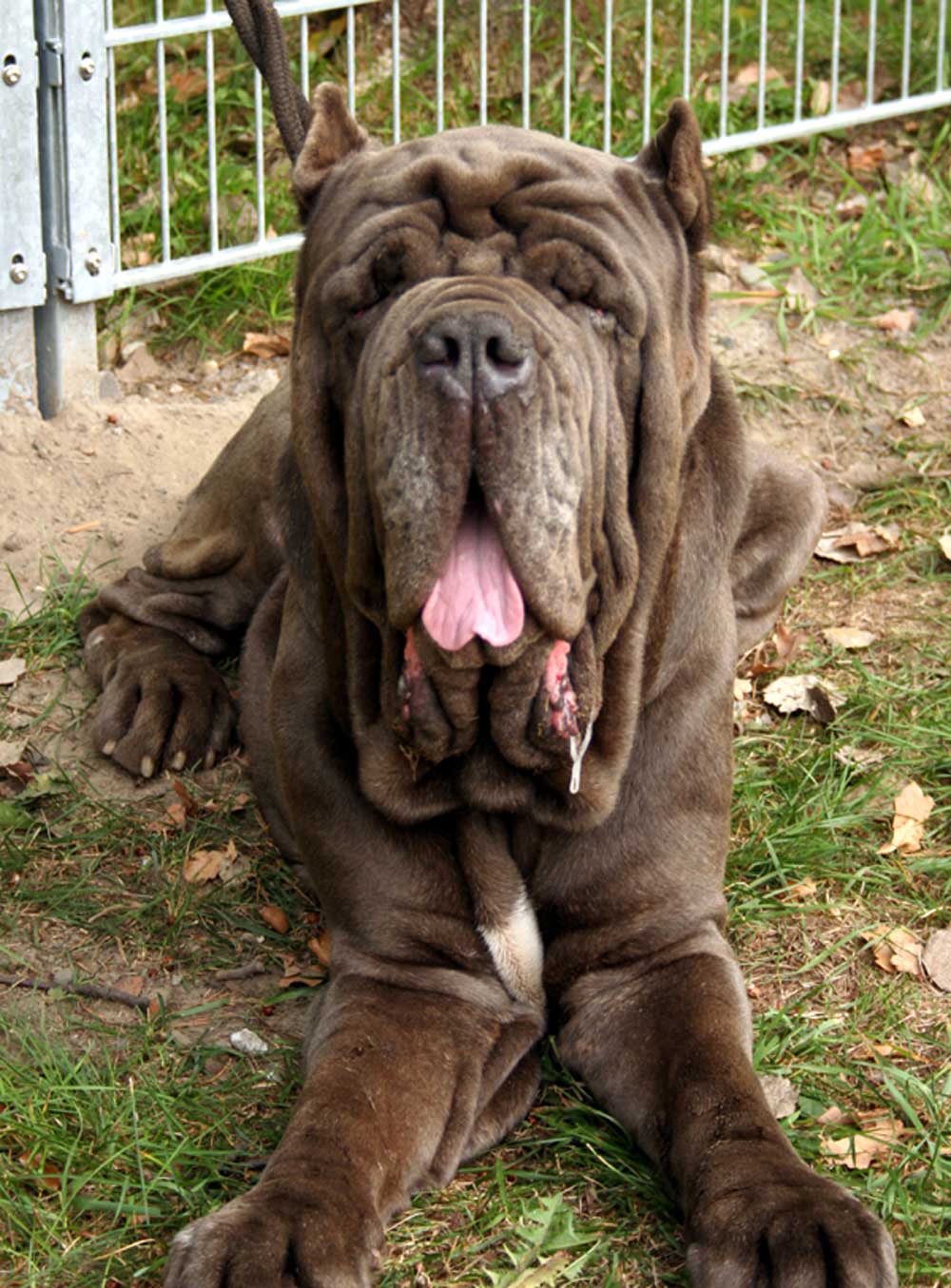 Mastino Napoletano - Wild and Pet