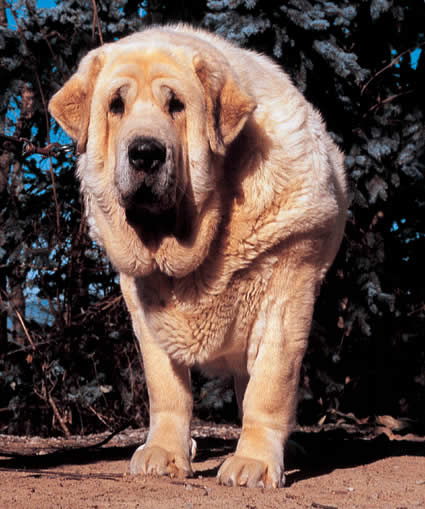 Mastino Napoletano - Wild and Pet