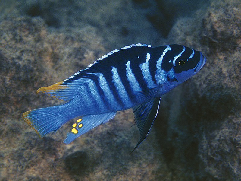 Metriaclima zebra - Wild and Pet