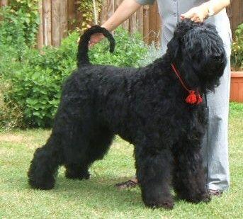 Terrier Nero Russo - Wild and Pet