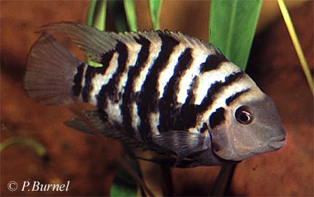 Nigro (Cryptoheros nigrofasciatus) - Wild and Pet