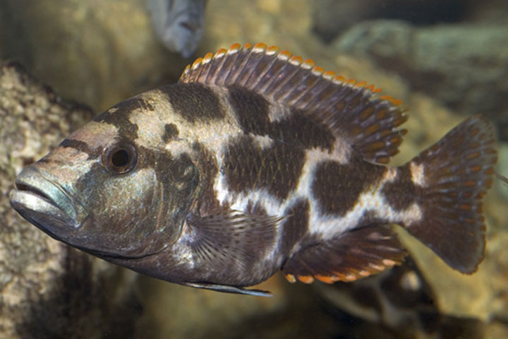 Nimbochromis livingstonii - Wild and Pet