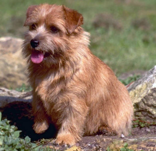 Norfolk Terrier - Wild and Pet