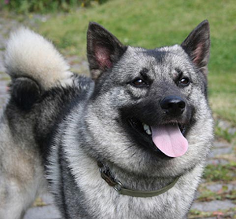 Norsk Elghund - Wild and Pet