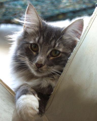 Norvegese delle Foreste - Wild and Pet