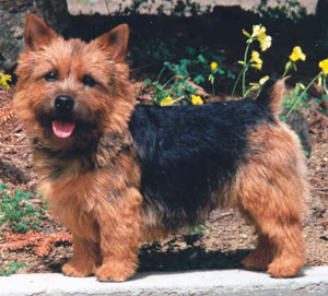 Norwich Terrier - Wild and Pet