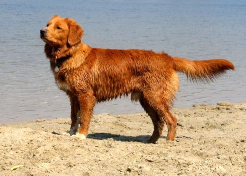 Nova Scotia Duck Tolling Retriever - Wild and Pet