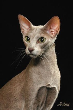 Oriental Shorthair - Wild and Pet